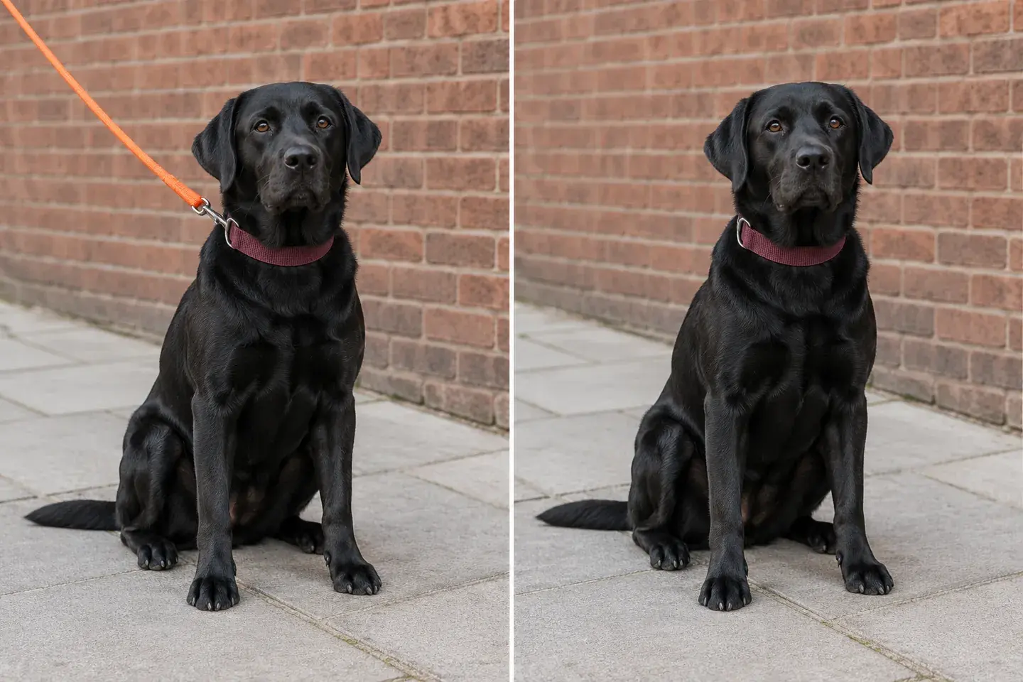 Black Labrador beside a brick wall, with an orange leash on the left and a leash-free illustration on the right.
