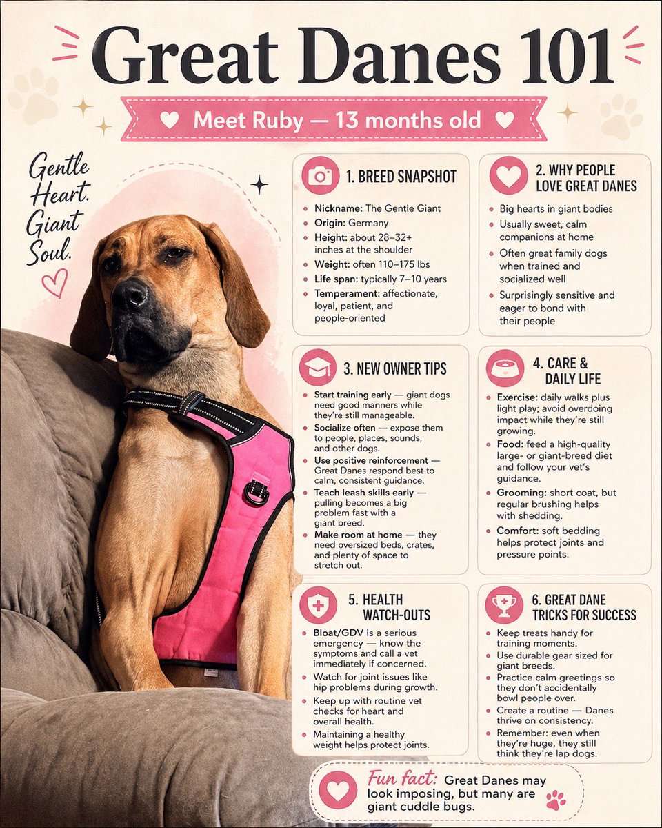 Use the attached photo to make an infographic about Great Danes. Include facts about the breed and tips for newer Great Dane owners.